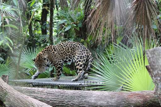 Belize Zoo