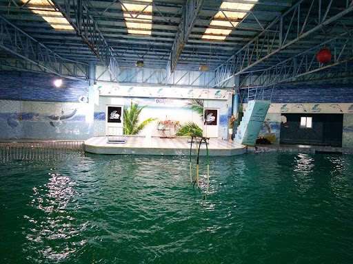 Dolphin Resort