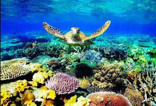 Great Barrier Reef