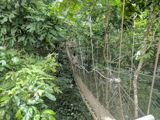 Falealupo Canopy Walk