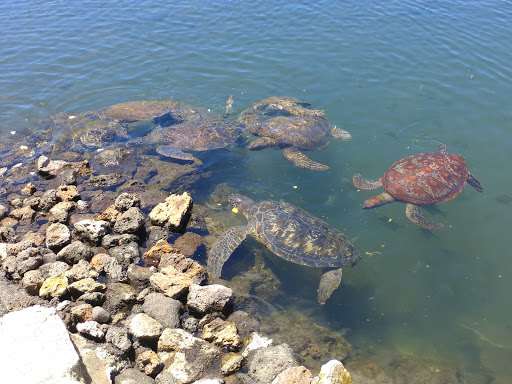 Satoalepai Turtle Sanctuary
