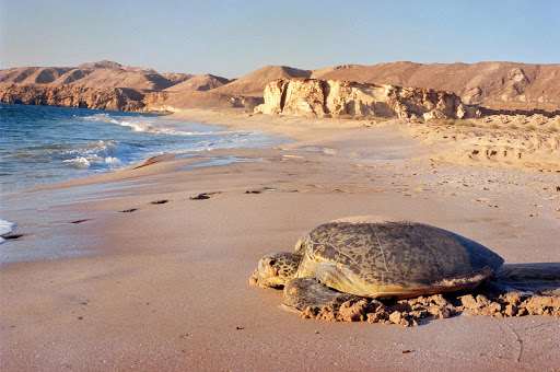 Ras Al Jinz