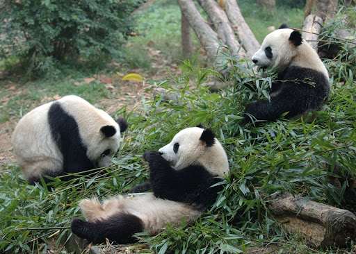 Chengdu Research Base of Giant Panda Breeding