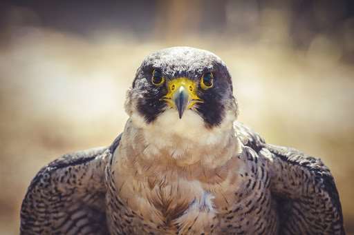 Falcon Souq