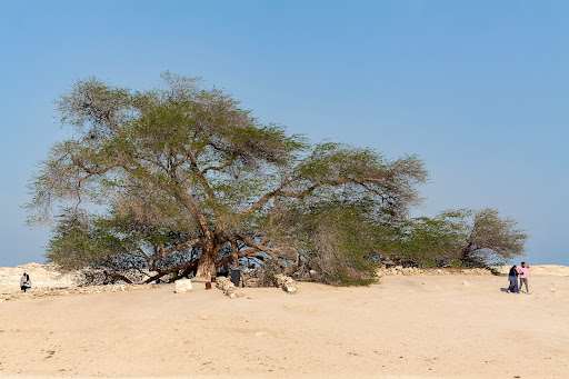 Tree of Life